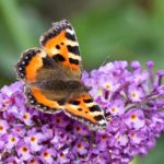 butterfly bush with butterfly