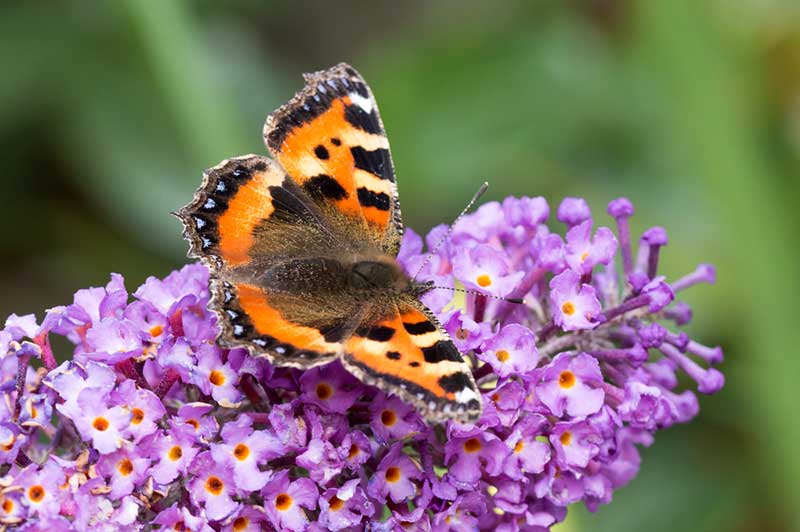 butterfly bush with butterfly