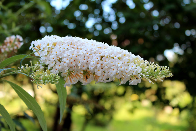 cream butterfly bush