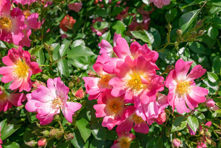 Growing Guide Tips for Growing Drift Rose Garden Lovers Club
