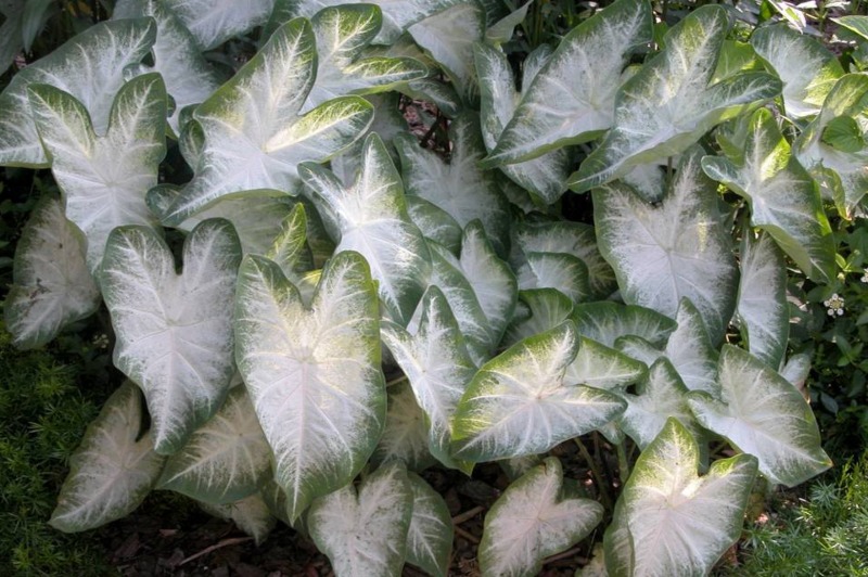 Aaron-Caladium