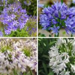 Agapanthus