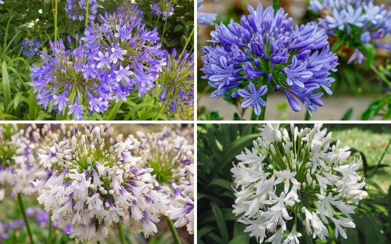 Agapanthus