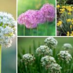Alliums
