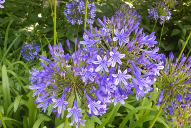 The Different Types of Agapanthus (Plus Care Tips) Garden Lovers Club