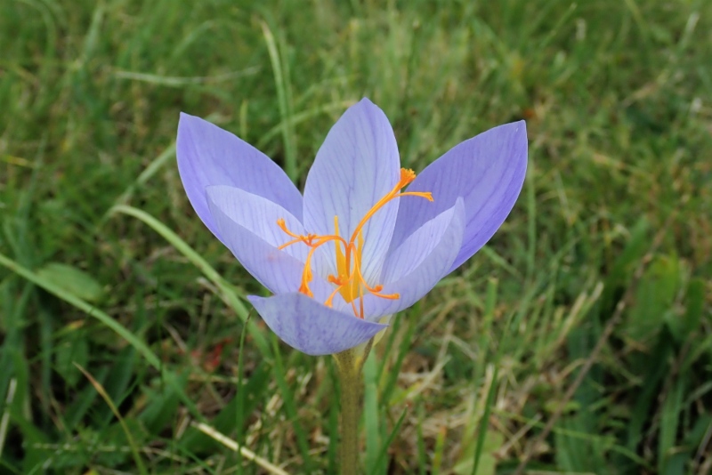 Bieberstein's-Crocus