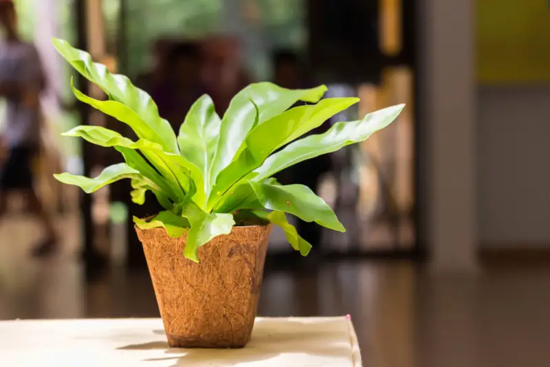 Bird's-Nest-Fern