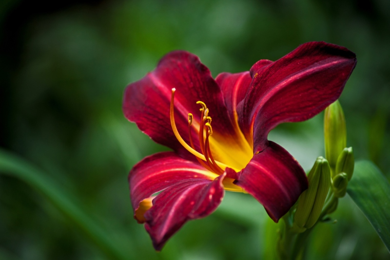 Black-Friar-Daylily