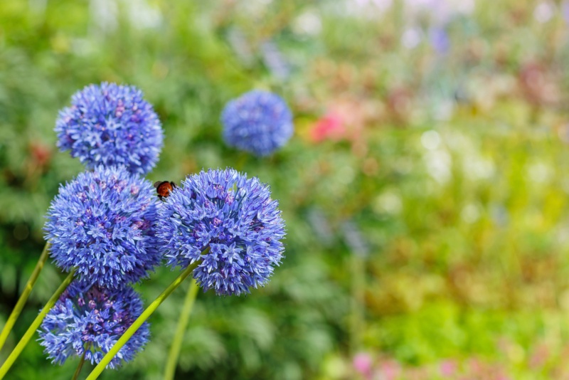 Blue-Globe-Onion