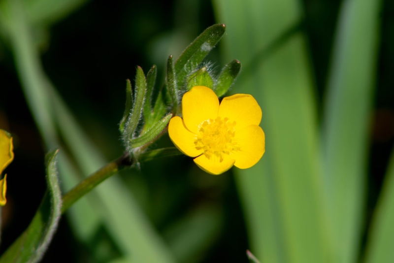 Butter-Popcorn-Ranunculus