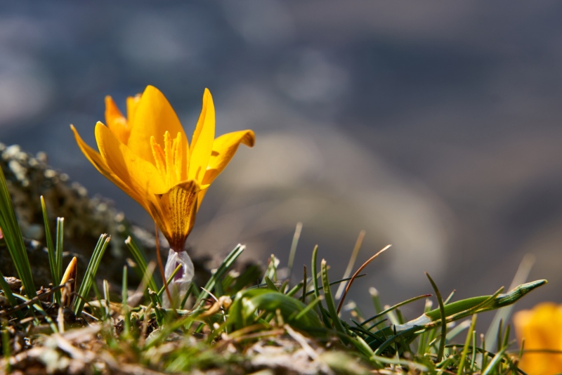 Cloth-of-Gold