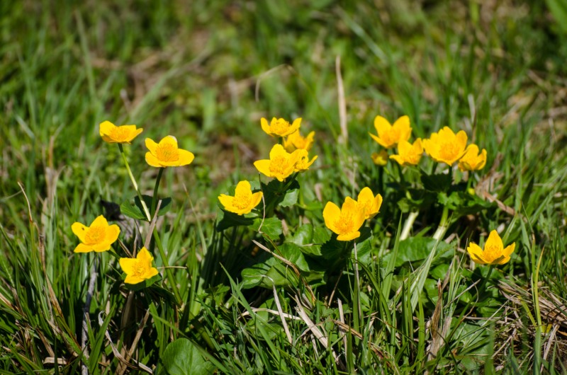 Creeping-Buttercup