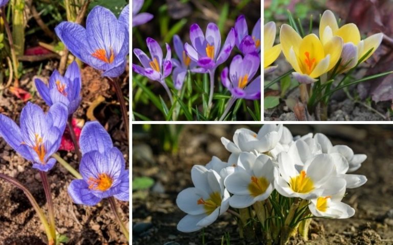 Different Types of Crocus (Plus Care Tips and Photos) - Garden Lovers Club