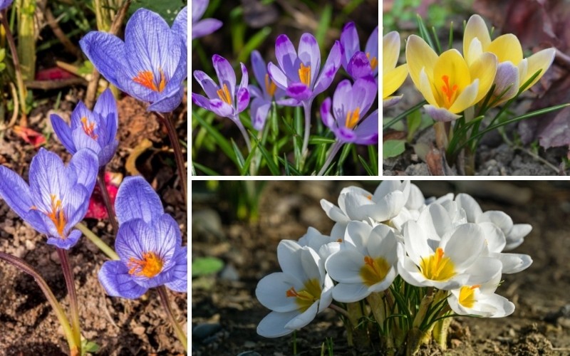 Crocus