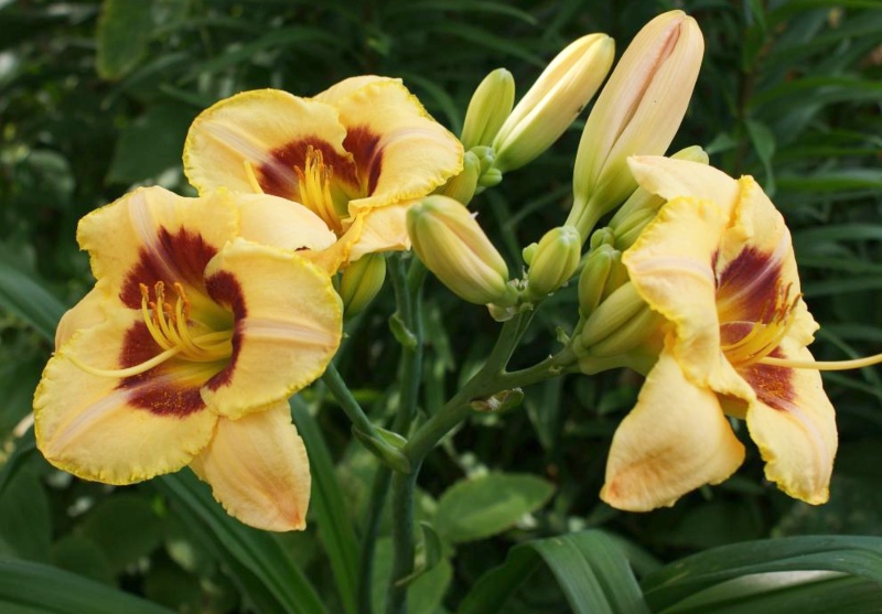 Custard-Candy'-Daylily