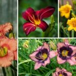 Daylilies