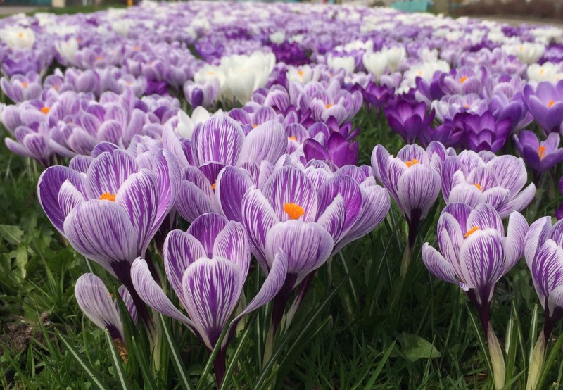 Dutch-Crocus