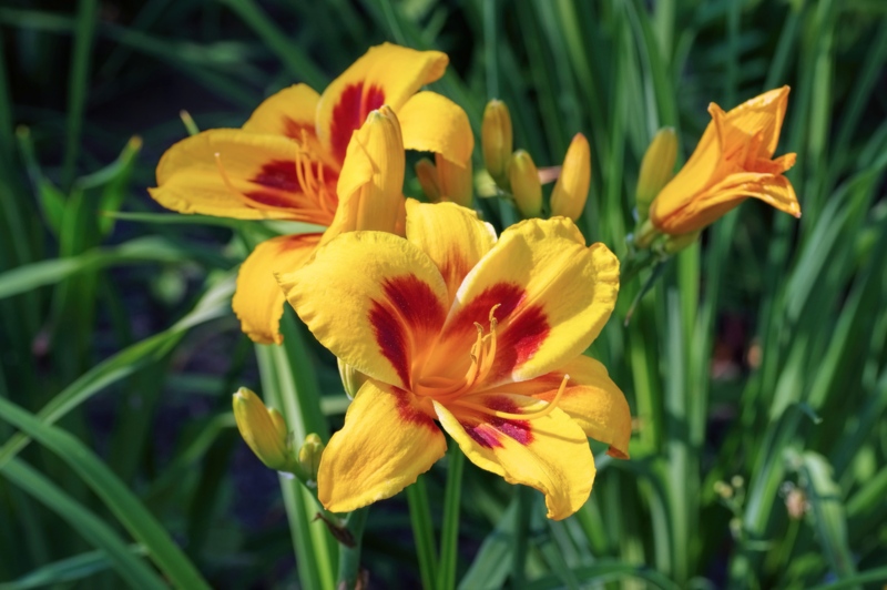 Fooled-Me-Daylily