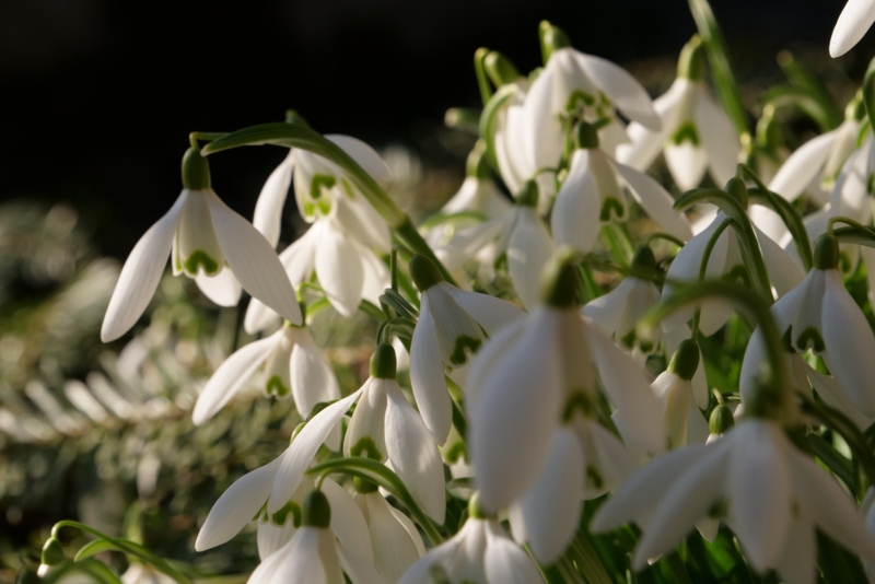 Galanthus-bursanus