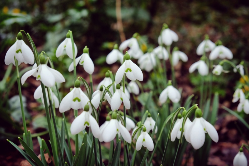 Galanthus-elwesii