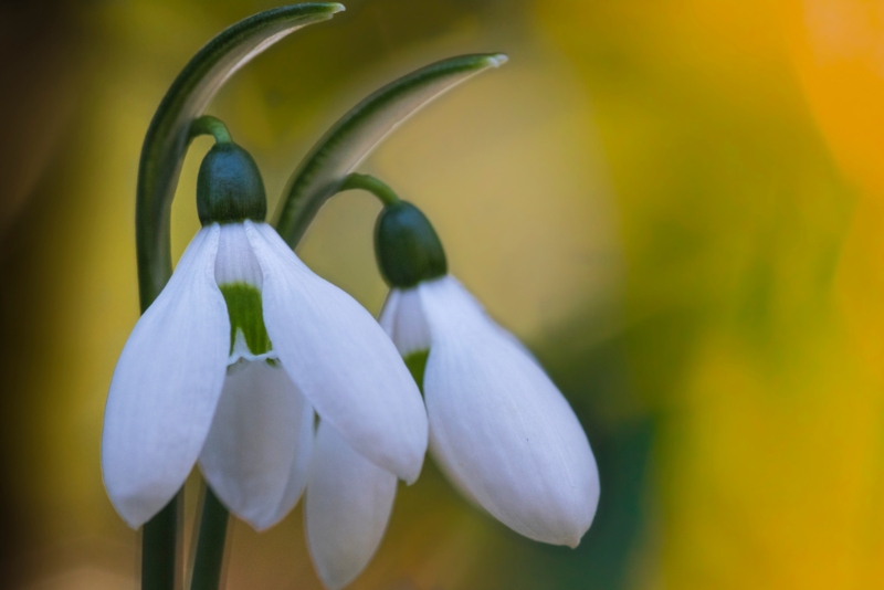 Galanthus-ikariae