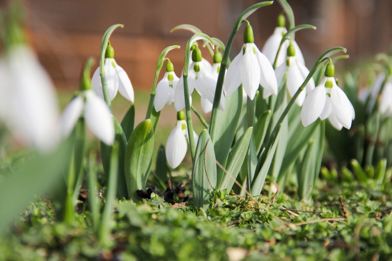 Galanthus-nivalis