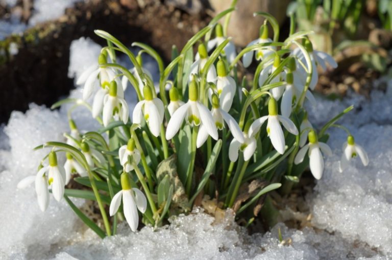 Different Types of Snowdrops (Varieties and Planting Tips) Garden
