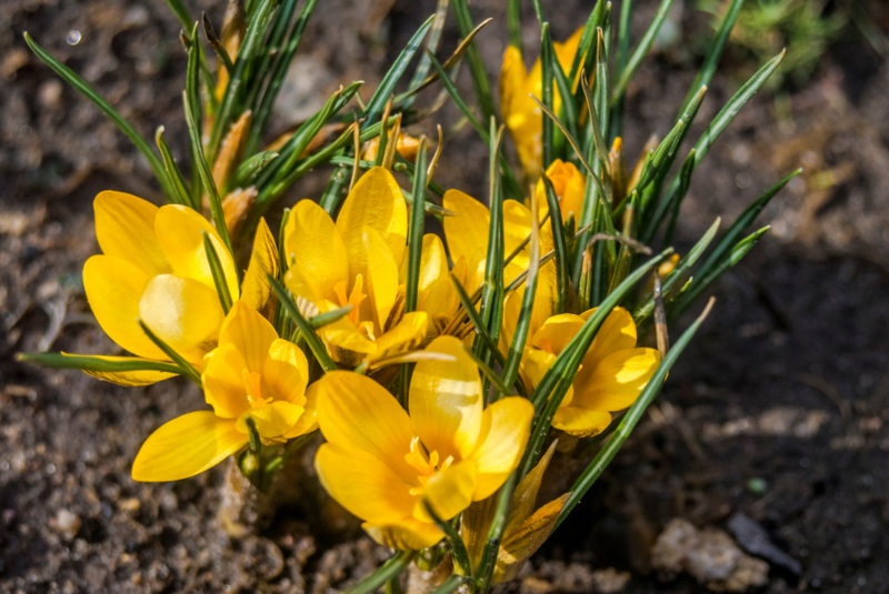 Golden-Crocus