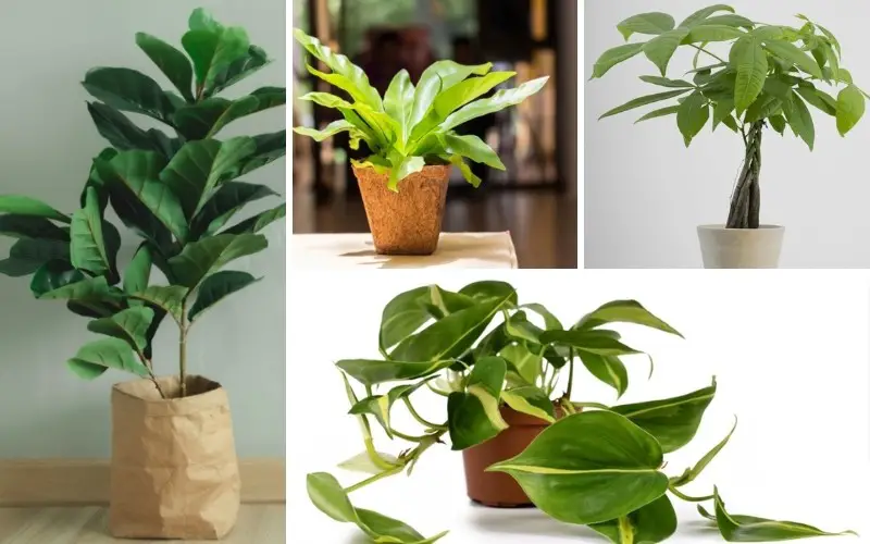 Houseplants