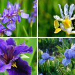 Iris-Flowers