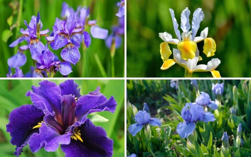 Iris-Flowers
