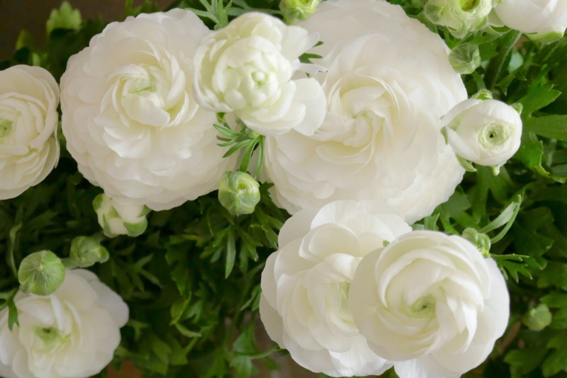 Maché-White-Ranunculus