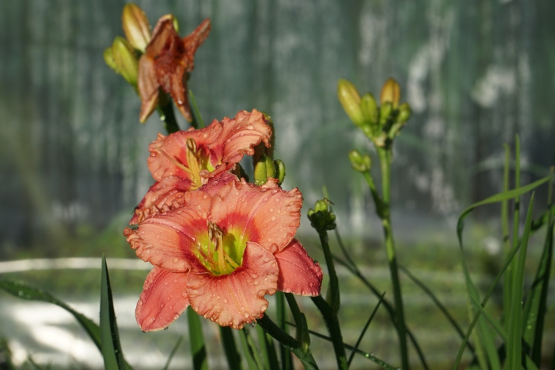 Mighty-Chestnut-Daylily