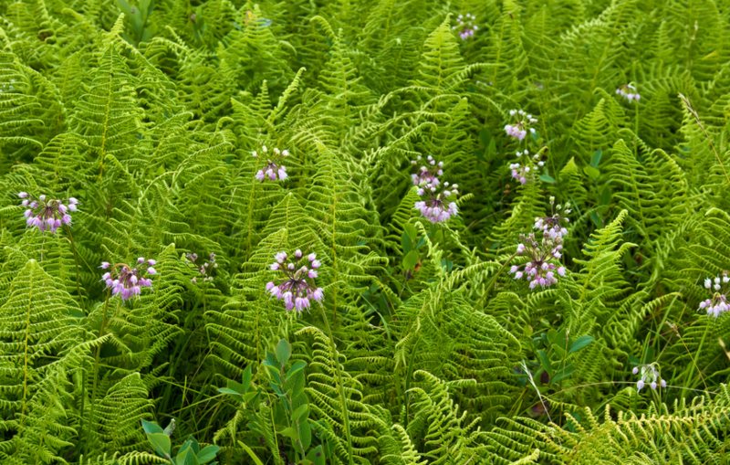 Nodding-Wild-Onion