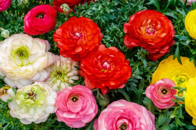 11 Different Types of Ranunculus (Photos and Growing Tips) Garden