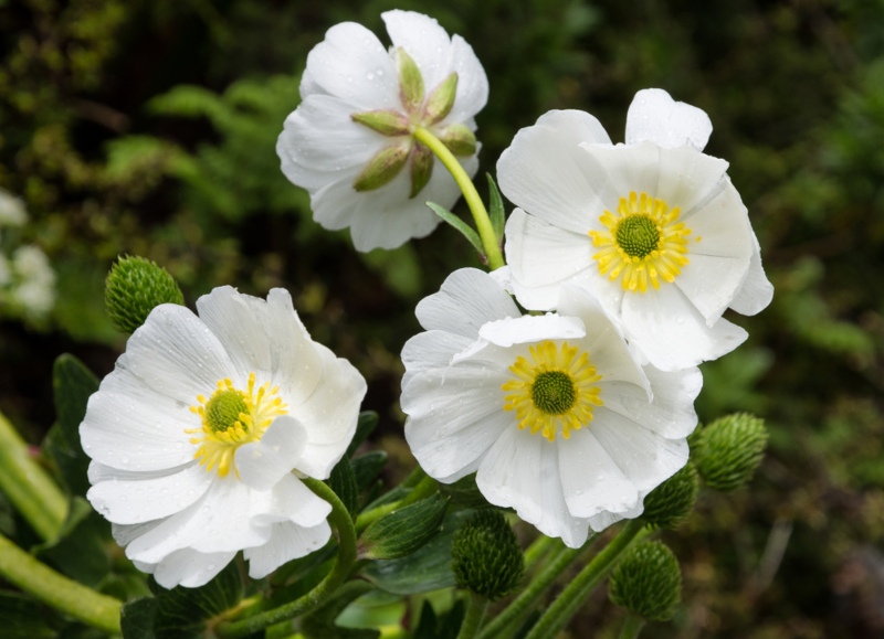 Ranunculus-Lyallii