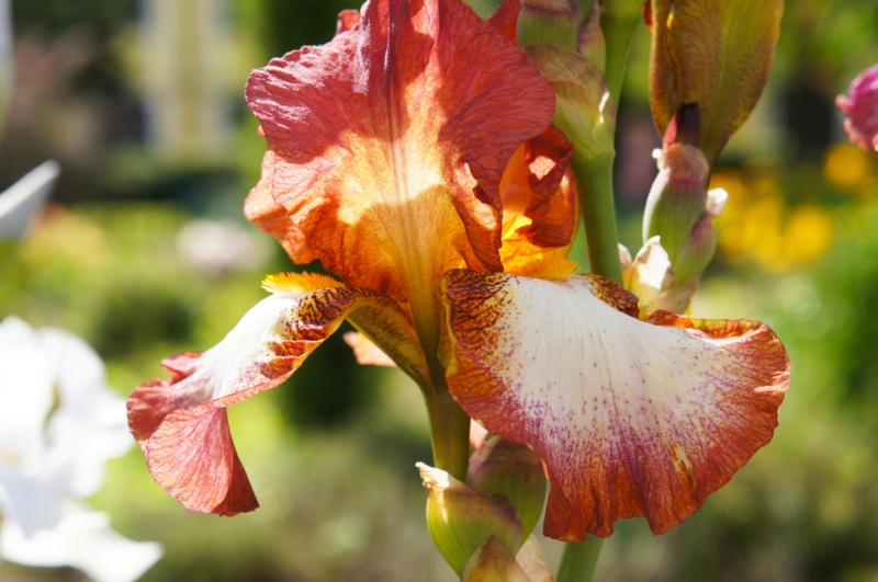 Red-Hot-Chili-Iris