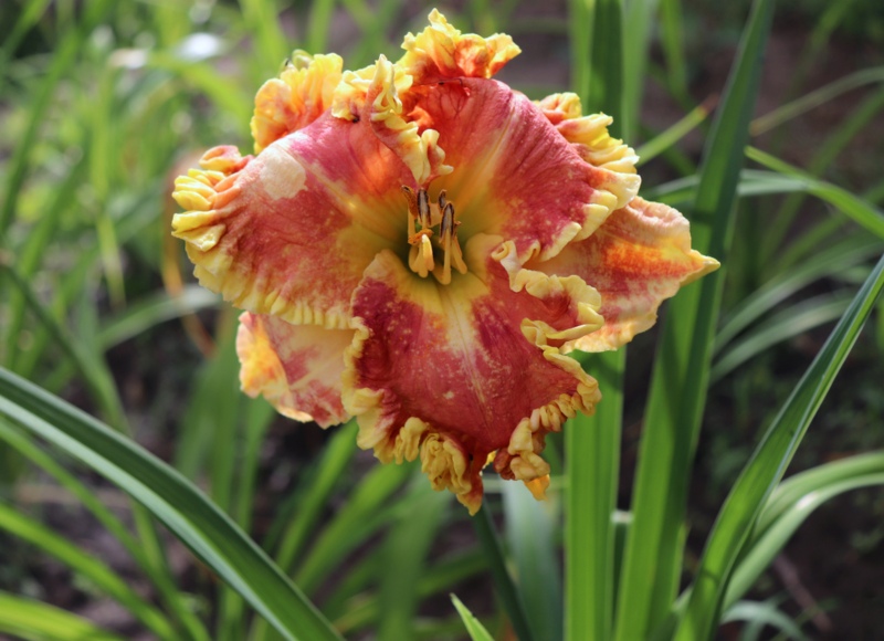 Skywalker-Daylily