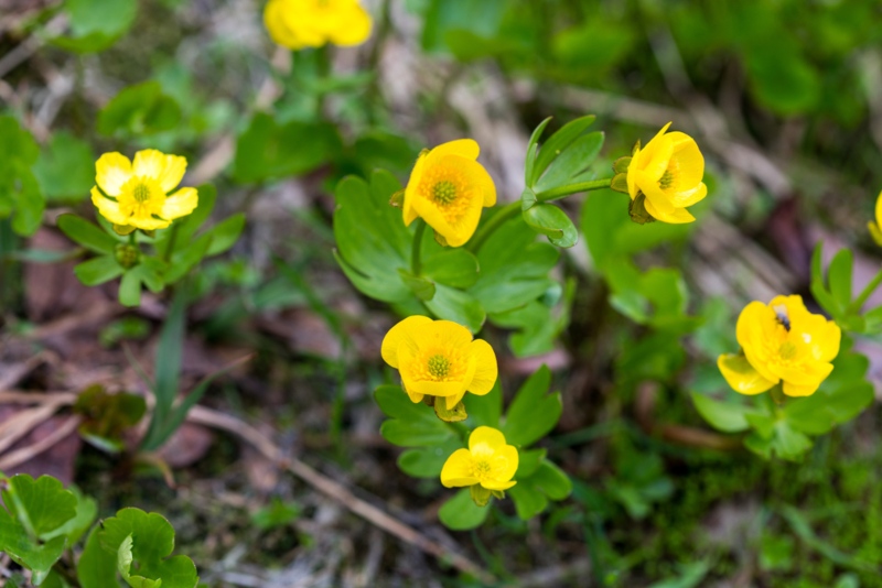 Snow-Buttercup