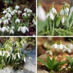 Snowdrop