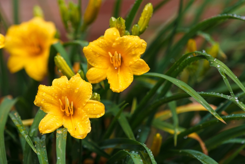 Stella-D’Oro-Daylily