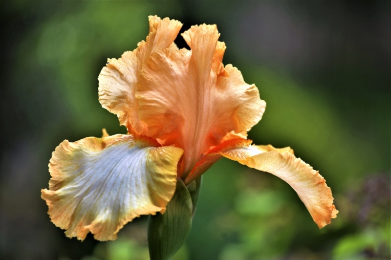 Tiny-Titan-Iris