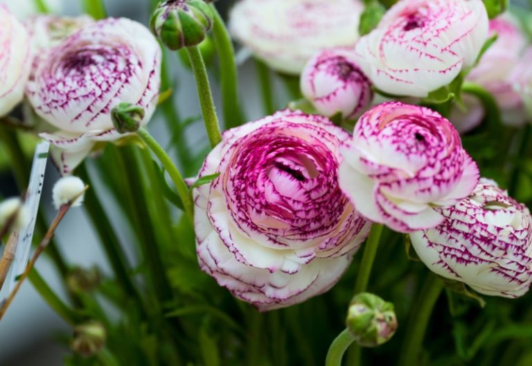 11 Different Types of Ranunculus (Photos and Growing Tips) Garden