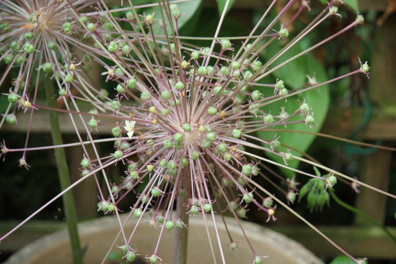 Tumbleweed-Onion