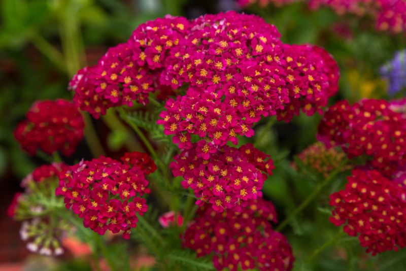 Achillea