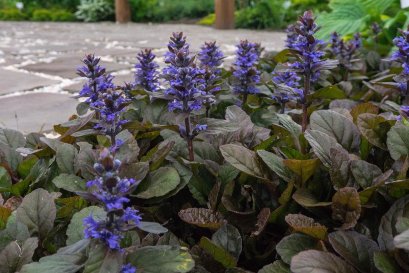 Ajuga-Reptans