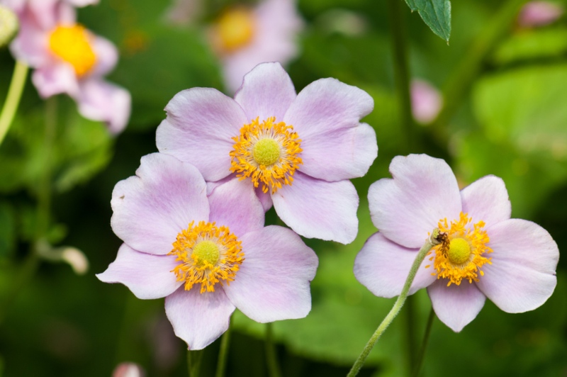 Anemone tomentosa Albadura Anemone Serenade