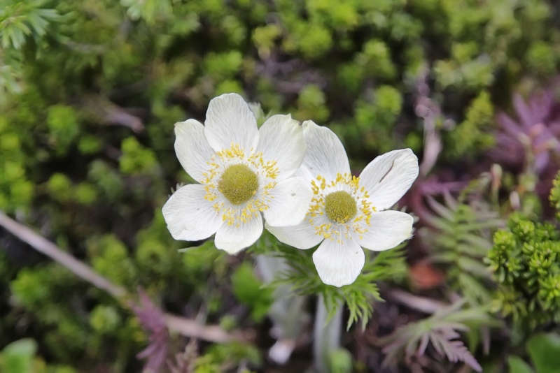 Anemone-'canadensis'