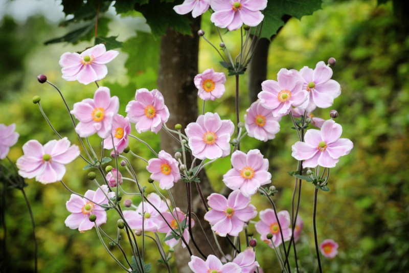 Anemone-‘tomentosa’