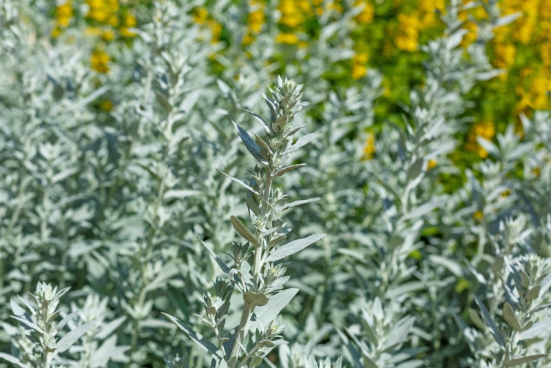 Artemisia-Ludoviciana